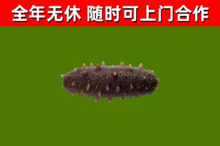 陵水县回收海参干